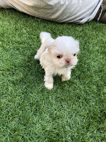 Shih-Tzu tata 