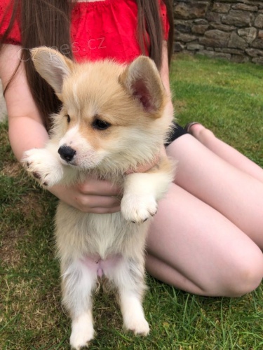 tata Corgi Pembrokeshire