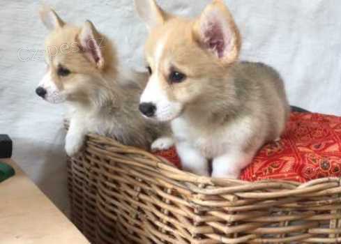 ڞasn 12 tdn welsh Corgi Pembroke tata k dispozici~~