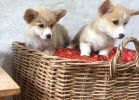 ڞasn 12 tdn welsh Corgi Pembroke tata k dispozici$$