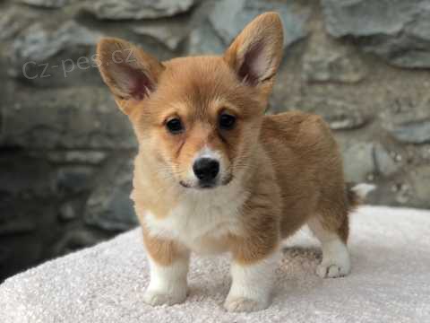 12 tdn welsh Corgi Pembroke tata k dispozici()**