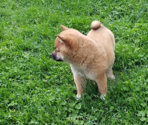 tata Shiba Inu pro adopci zdarma