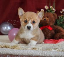 Zbv u jen 2! Roztomil ttka Corgi pembroke! Nyn mme tata istokrevnho plemene Corgi pro homing ... zdrav fena a pes pro milujc domovy. Pro vce informac o adopci