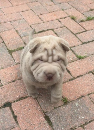 Shar Pei tata pro vs Hledme rodinu, kter by otevela jejich srdce a domov naim ttkm a dala jim milujc navdy domov po zbytek ivota Mte zjem o zskn jednoho nebo obou ttek?