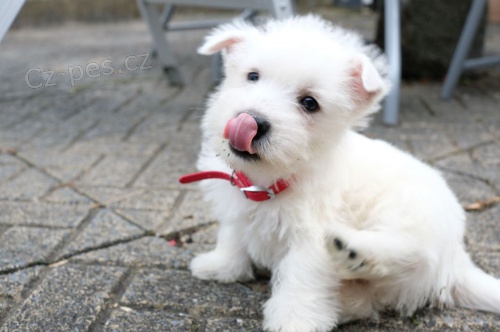 tata West Highland Terrier