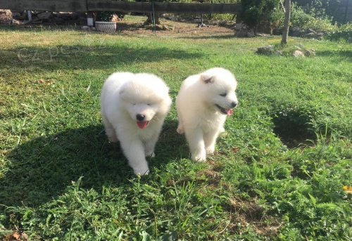 samojed tata Brzy hledme zbrusu nov domy