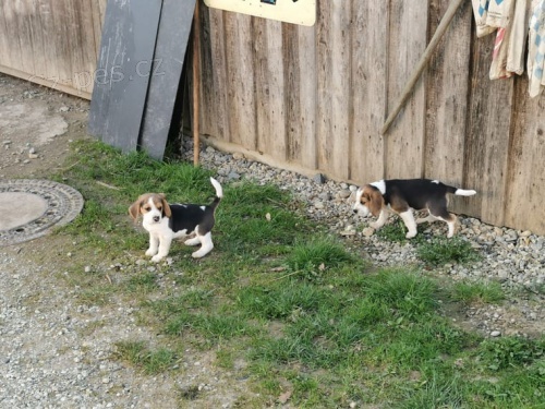 Roztomil tata Beagle pro hledn milujcch navdy domov. Jsou okovna 12 tdn