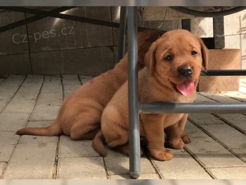 tata labradora hledajc nov domovy co nejdve