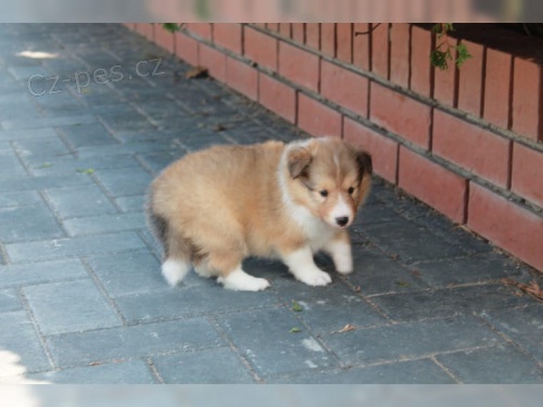 (samci a samice) tata sheltie ve vku 12 tdn k adopci