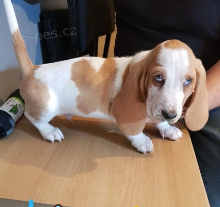 Domc ,,,trnovan tata,, Basset Hound 