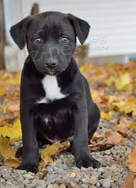 krsn adoptovateln labradors.males a female