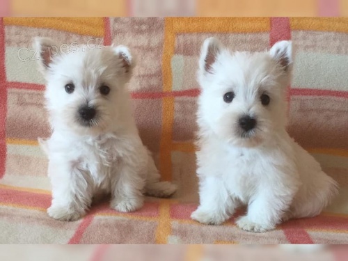 West Highland Terrier chlapec a dvka hledaj nov domovy.