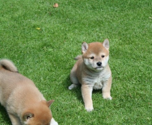 Shiba-Inu