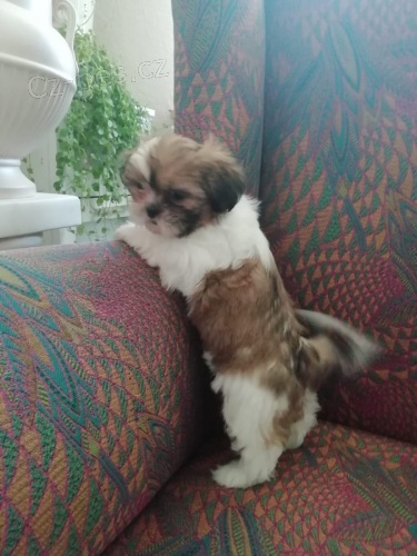 ttka shih-tzu