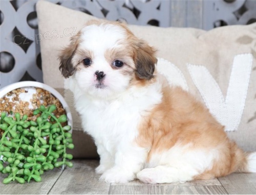 Prijmite teraz. Ndhern a hrav teniatka samcov a samc shih tzu s k dispozcii na adopciu