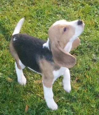 tata Tricolor Beagle hledajc milujc nov domovy, pipraven dnes odejt