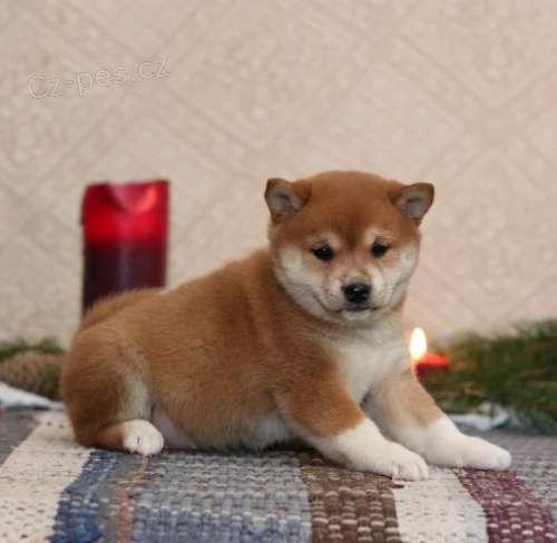 Milujc Shiba Inu