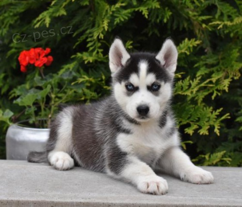 tata sibiskho Husky