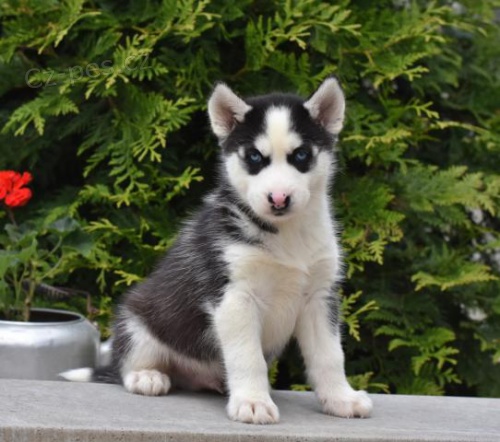 tata sibiskho Husky