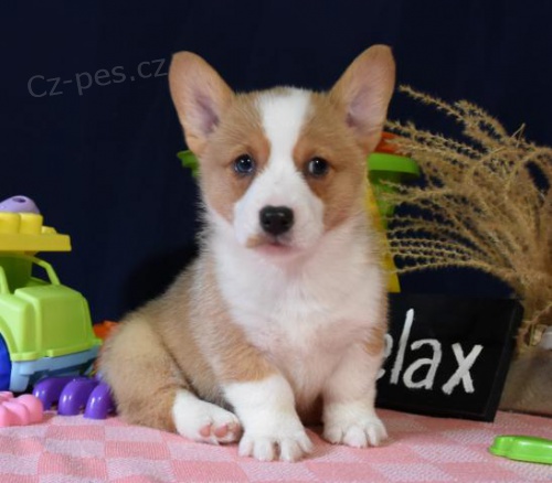 krsn istokrevn tata Pembroke corgi Pes a fena K dispozici hledme nov domov s mikroipem a rodokmenem jsou 3 msce star s rodii tak za drek ... E-mail ::::: brandonmba10@gmail.com