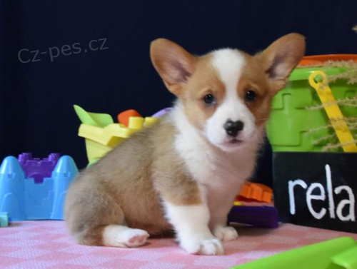 krsn istokrevn tata Pembroke corgi Pes a fena K dispozici hledme nov domov s mikroipem a rodokmenem jsou 3 msce star s rodii tak za drek ... E-mail ::::: brandonmba10@gmail.com