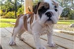 13 weeks english bulldog puppies available for adoption.both male and female available.they are beautiful and playful and always play with  other pets like cats and rabbits