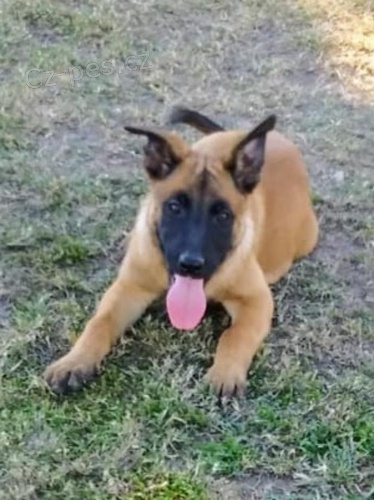 Belgick tata Malinois jsou nyn k dispozici. na vstely a odervovn