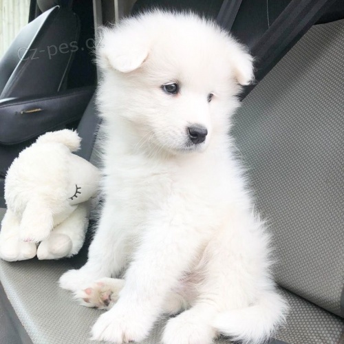 samci a feny Samoyed tata~~