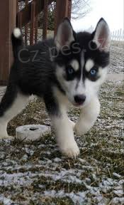 sybersk husky