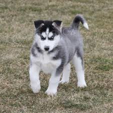 sybersk husky