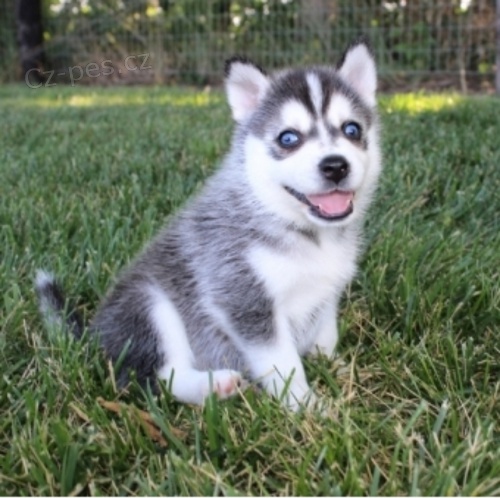 husky tata (k dispozici)