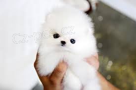 Pomeranian tata na prodej