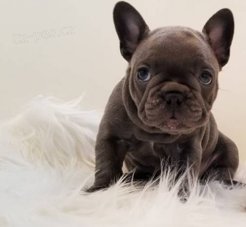 BLUE FRENCH BULLDOG TATA