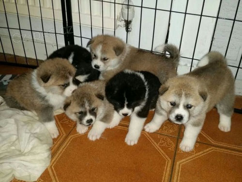 Ndhern Akita Pups