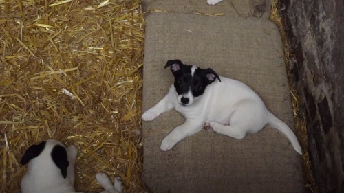 tata Jack Russell Terrier zoufale tou po novch rodich