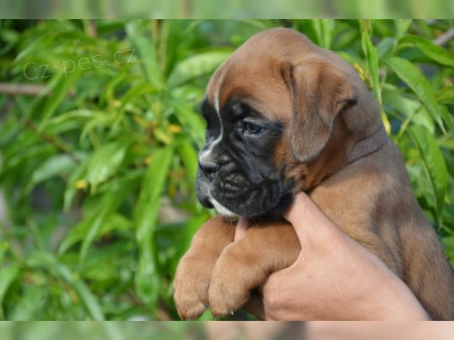 tata boxer jsou nyn k dispozici pro adopci