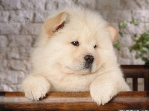 Chow chow    , zznamy veterine a 1yr zruka genetickho zdrav.