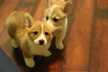 Krsn ttka welsh corgi pembroke pro nov domovy