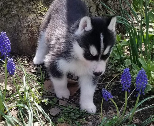 k dispozici sibisk husky.