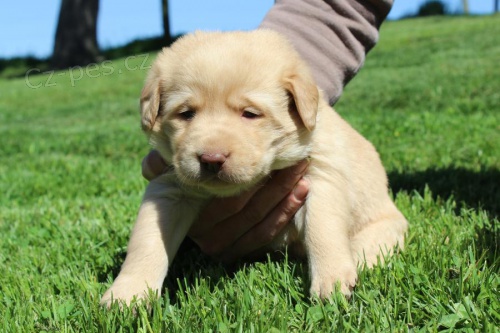 cute labrador dog and bitch ready for new home, for more information please log in with Whatsapp number