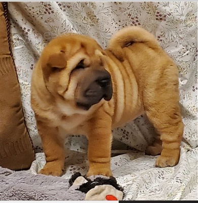 Krsn ttka Shar-Pei k adopci.