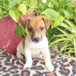 Roztomil ttka jack russell