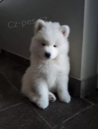 Roztomil samojed ttka k adopci