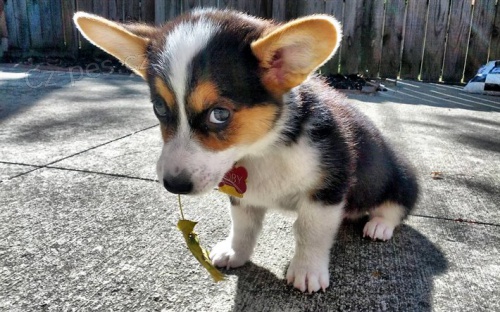 Welsh Pembroke corgi tri barevn t. Byli vychovni v naem dom spolu se svou matkou a ttou. s certifiktem 5 generace, oderven okovn