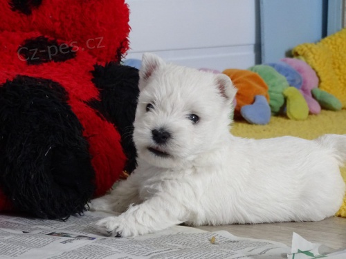 mini West Highland Terrier  tata ochotn mt nov domovy