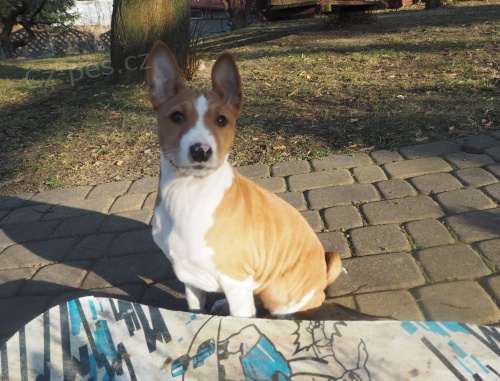 2 Basenji loveck tata muzy a zeny