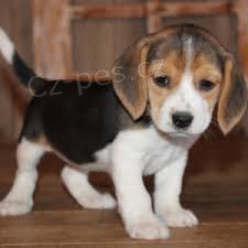 roztomil beagle tata