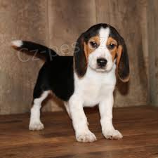 roztomil beagle tata