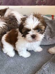 shih tzu tata