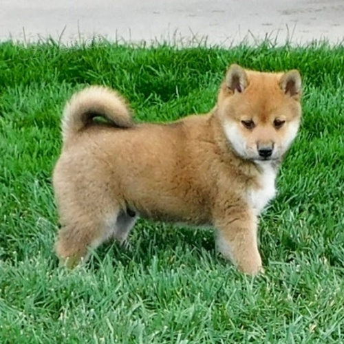 Shiba inu bez PP